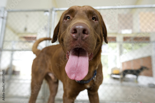 Funny Dog Tongue Closeup