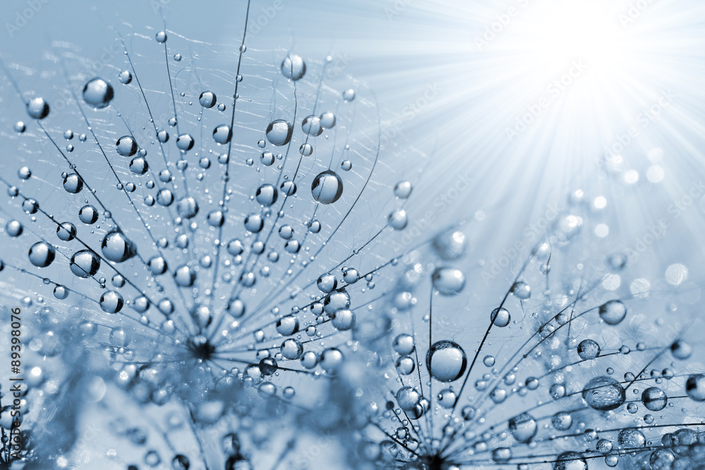 Obraz premium Kwiat zroszony mniszek z bliska