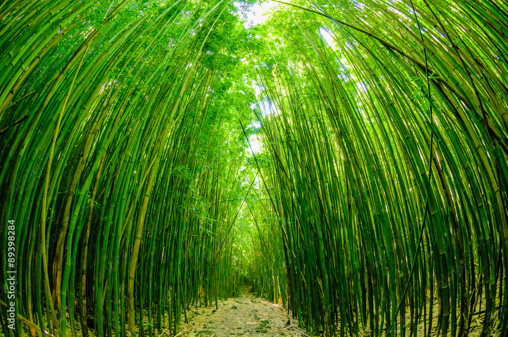 Obraz premium Path through a bamboo forrest on Maui, Hawaii, USA