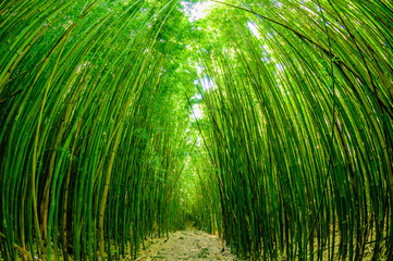 Keuken achterwand Bamboe Bamboepad op Maui Hawaii  © Don Landwehrle