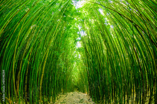 Path through a bamboo forrest on Maui  Hawaii  USA