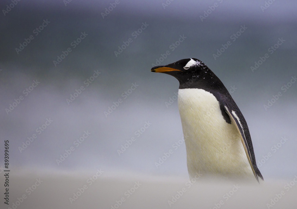 Obraz premium Gentoo Penguin (Pygoscelis papua) Falkland Islands.
