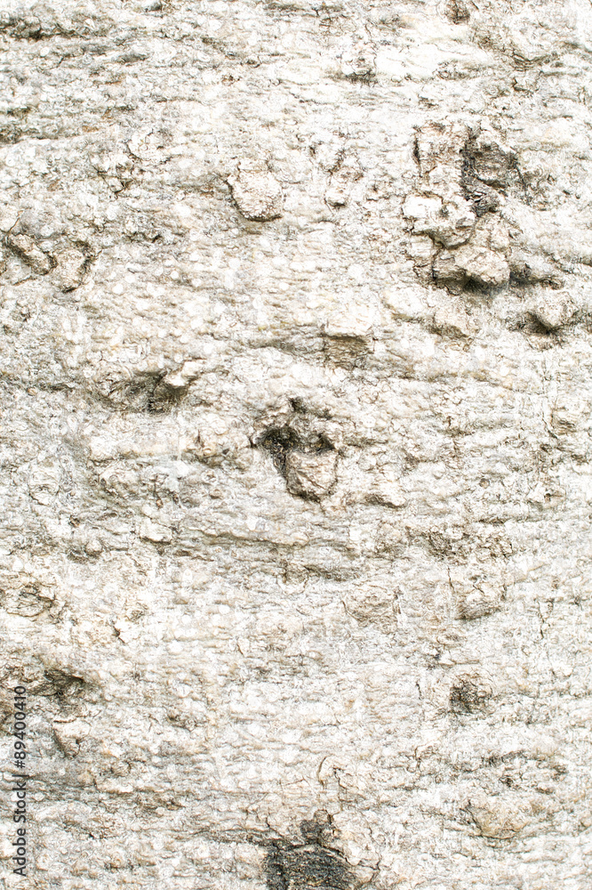 Bark of Crateva adansonii in forest texture