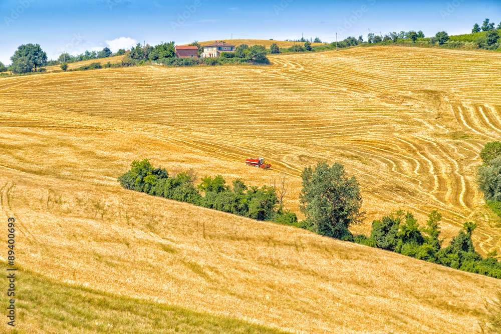 Fototapeta premium harvester machine harvesting wheat