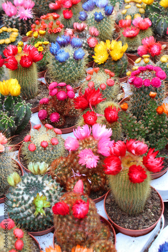 Wallpaper Mural Cactus en fleur / Amsterdam (marché aux fleurs) Torontodigital.ca