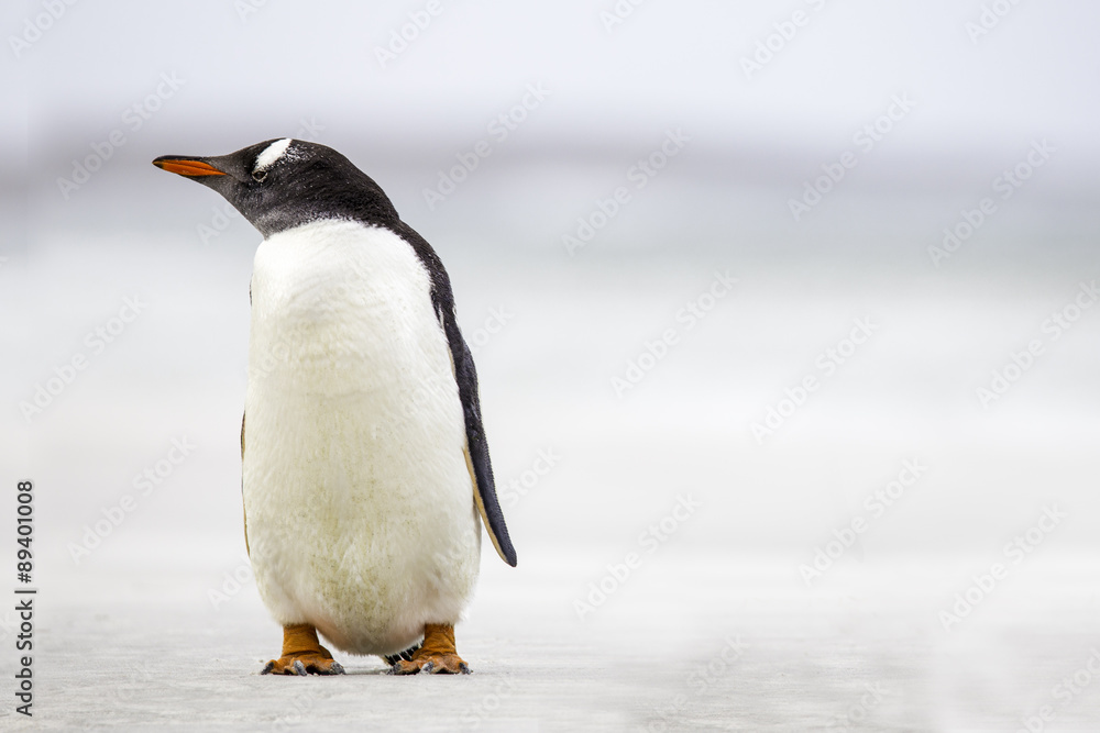 Obraz premium Gentoo Penguin (Pygoscelis papua) standing on a beach. Copy Spac