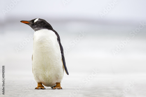 Gentoo Penguin (Pygoscelis papua) standing on a beach. Copy Spac