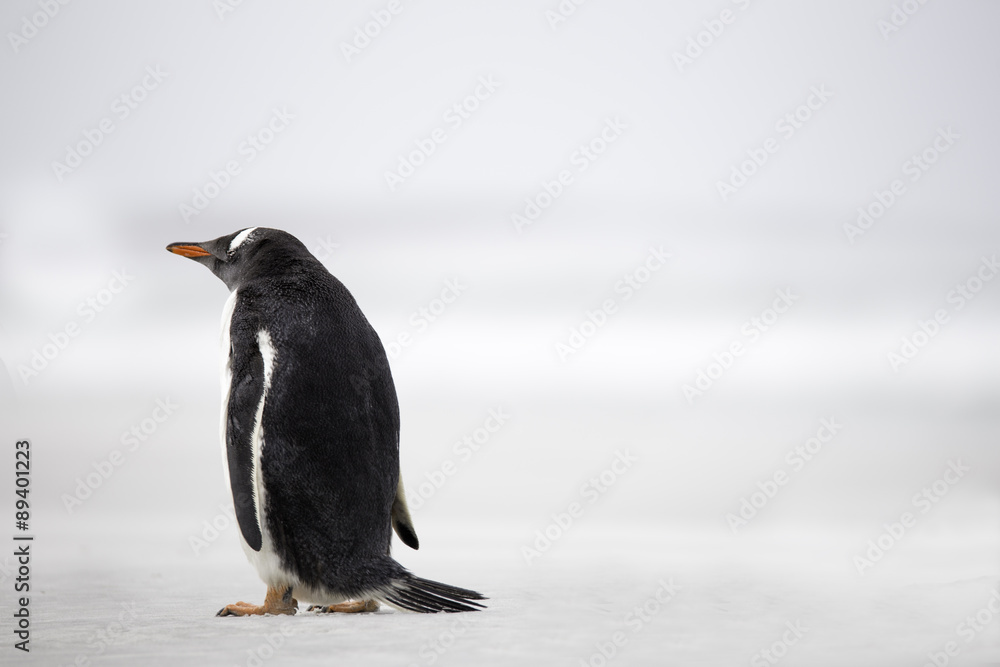 Naklejka premium Gentoo Penguin (Pygoscelis papua) with back towards camera on a