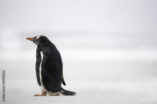 Gentoo Penguin  Pygoscelis papua  with back towards camera on a