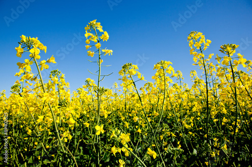 Fototapeta Naklejka Na Ścianę i Meble -  Canola