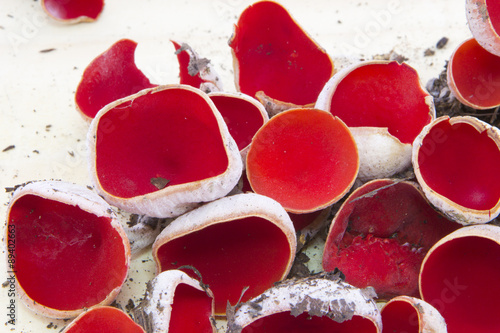 Sarcoscypha austriaca mushrooms