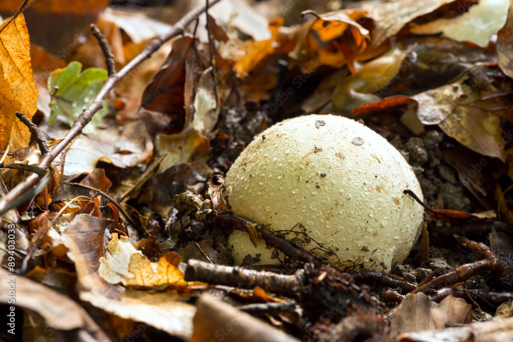 Fototapeta premium Witch's egg, Phallus impudicus 