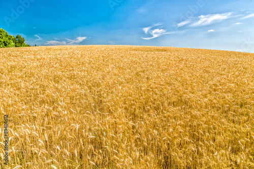 Wheat fields during spring
