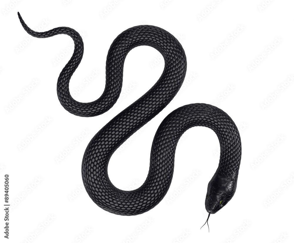 Naklejka premium Czarny wąż na białym tle