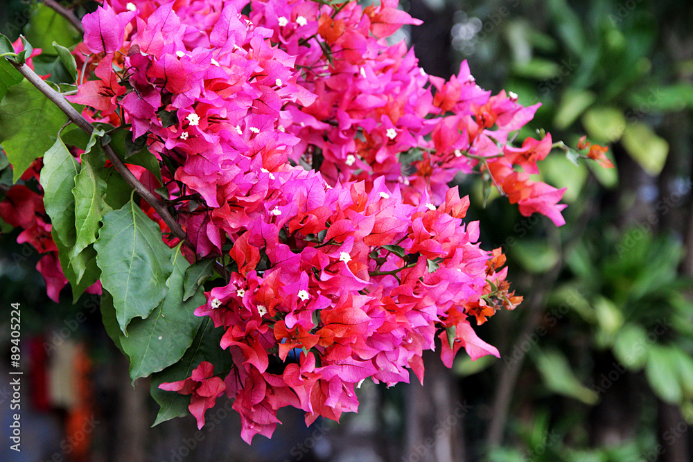 Fototapeta premium Pink Bougainvillea Flowers