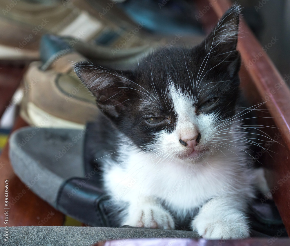 Little cute kitten lay on shoe shelf