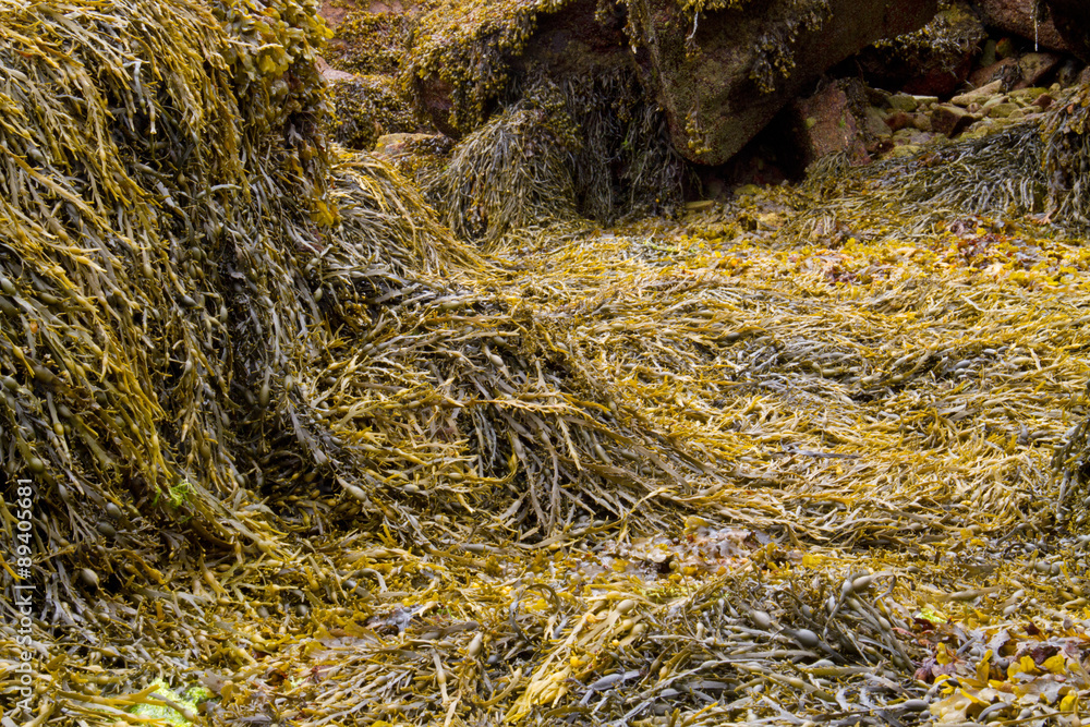 Seaweed covered rocks on the Atlantic coast of Brittany, France Seaweed covered rocks on the Atlantic coast of Brittany, France
