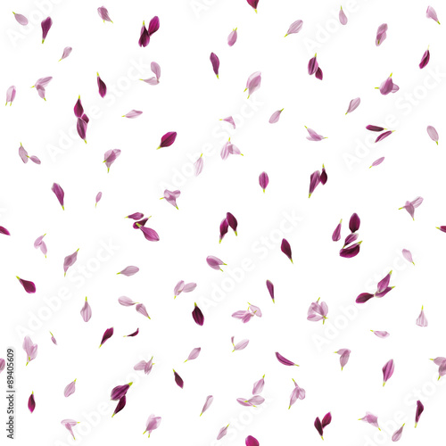 Fototapeta Naklejka Na Ścianę i Meble -  Repeating daisy flower petals in two purple tones, studio photographed in backlit and isolated on absolute white