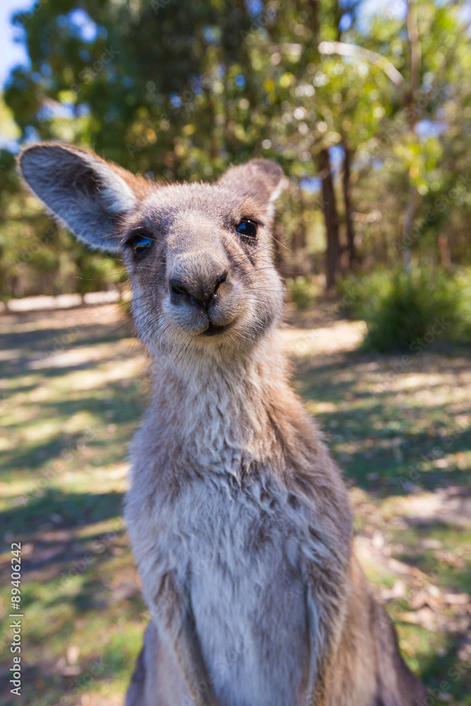 Wildlife Kangaroos looking at camera, Australia.
