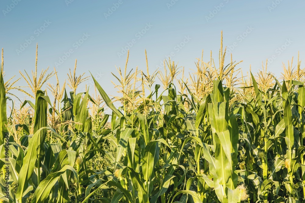 Obraz premium Поле кукурузы