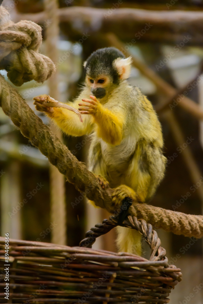 Obraz premium süßes Äffchen
