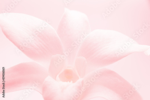Fototapeta Naklejka Na Ścianę i Meble -  light pink roses in soft color and blur style for background
