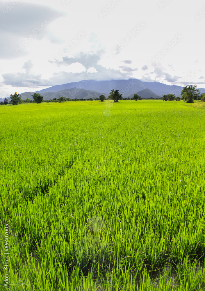 Green Paddy