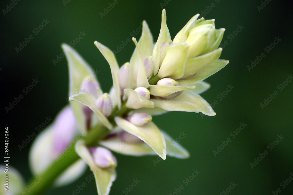 Fototapeta premium hyacinth