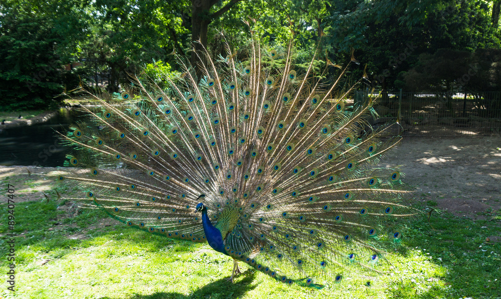 Obraz premium peacock