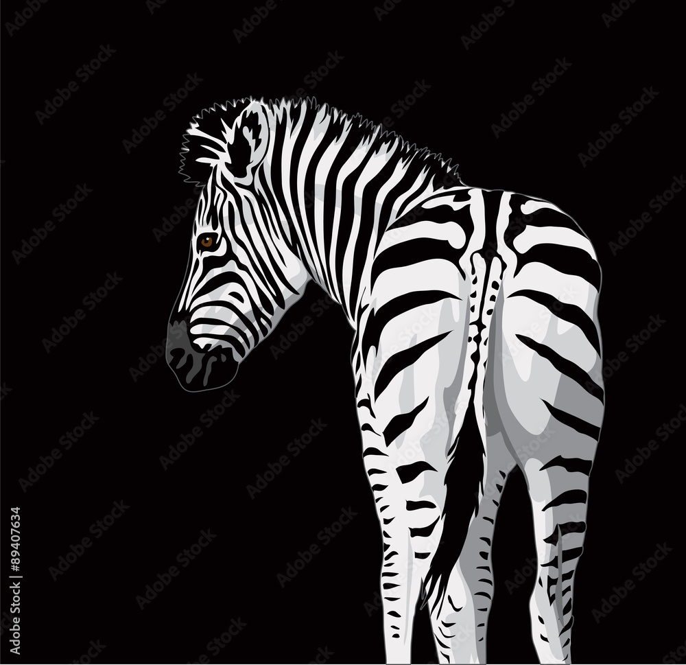 Naklejka premium Body of a zebra with a tail.