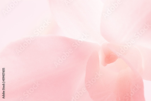 Fototapeta Naklejka Na Ścianę i Meble -  light pink roses in soft color and blur style for background