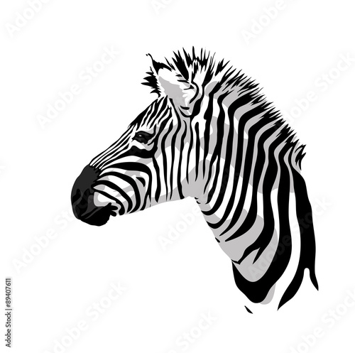 Zebras portrait.