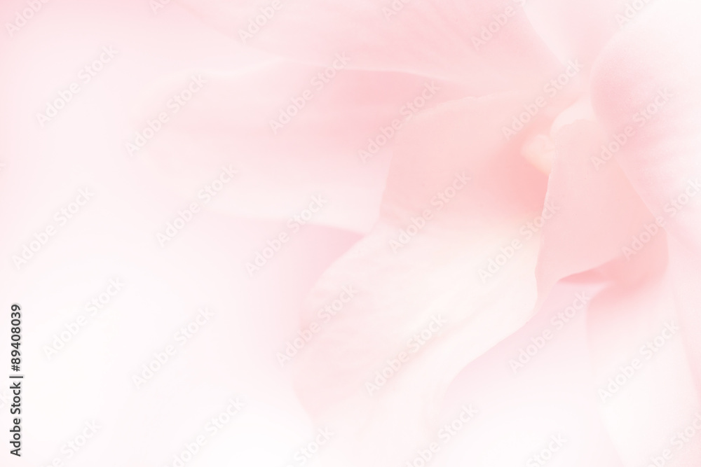 Fototapeta premium jasnoróżowe róże w delikatnym kolorze i stylu rozmycia tła