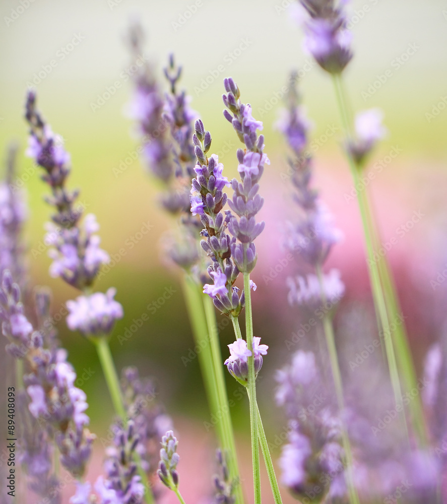 Obraz premium Lavender field
