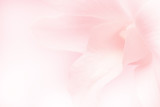 light pink roses in soft color and blur style for background