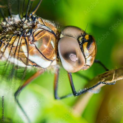Dragonfly Eye