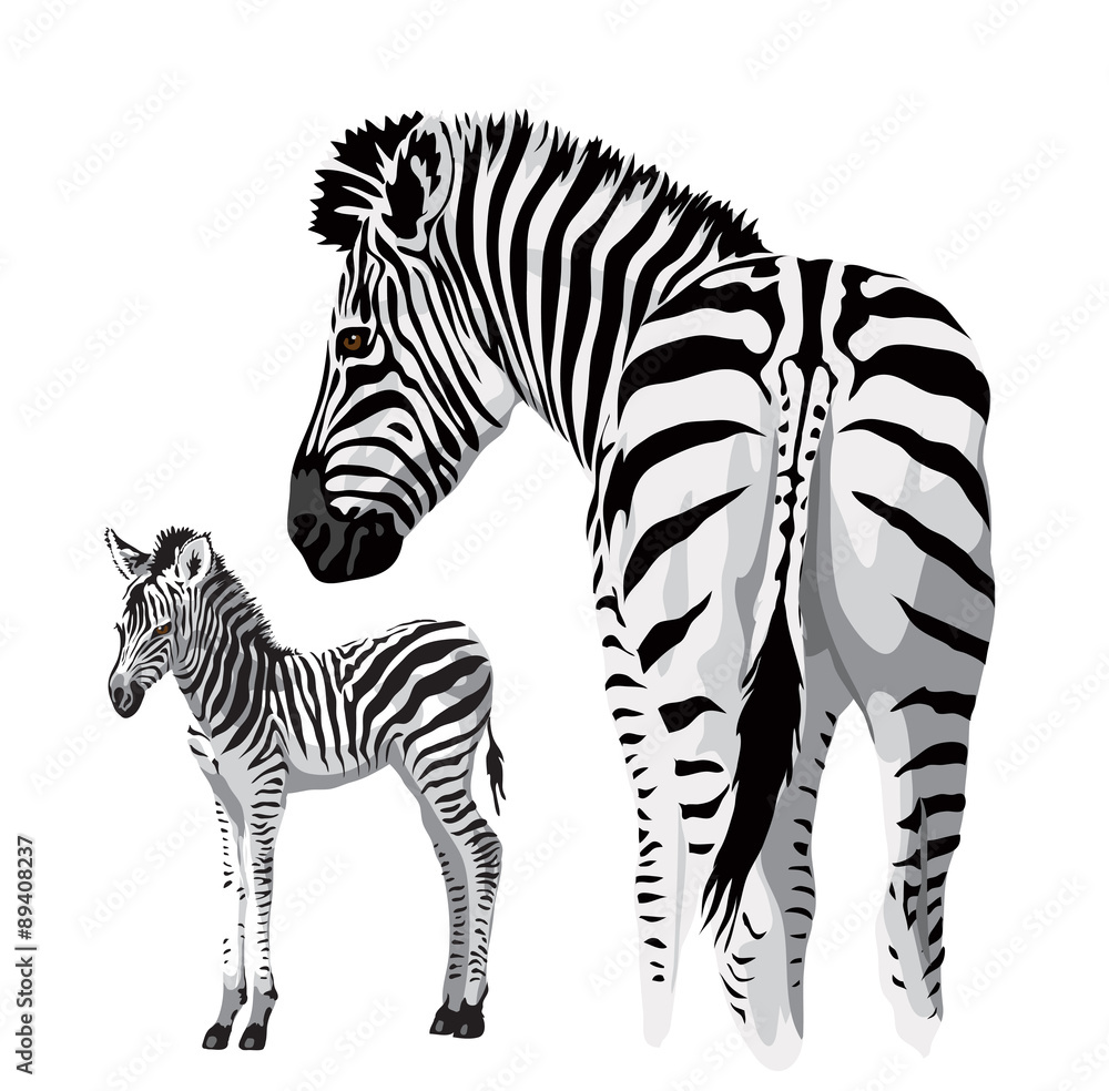 Obraz premium Zebra with a foal.