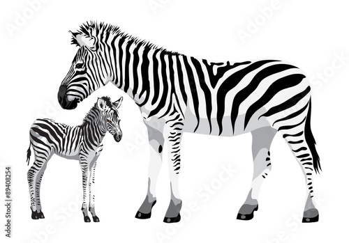 Zebra with a foal.