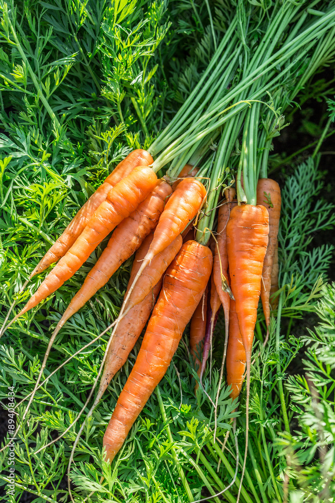 Carrots in man's hand. Garden on the background. Carrots in man's hand. Garden on the background.