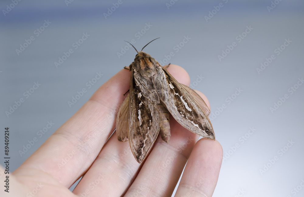 Fototapeta premium Large moth butterfly held in hand