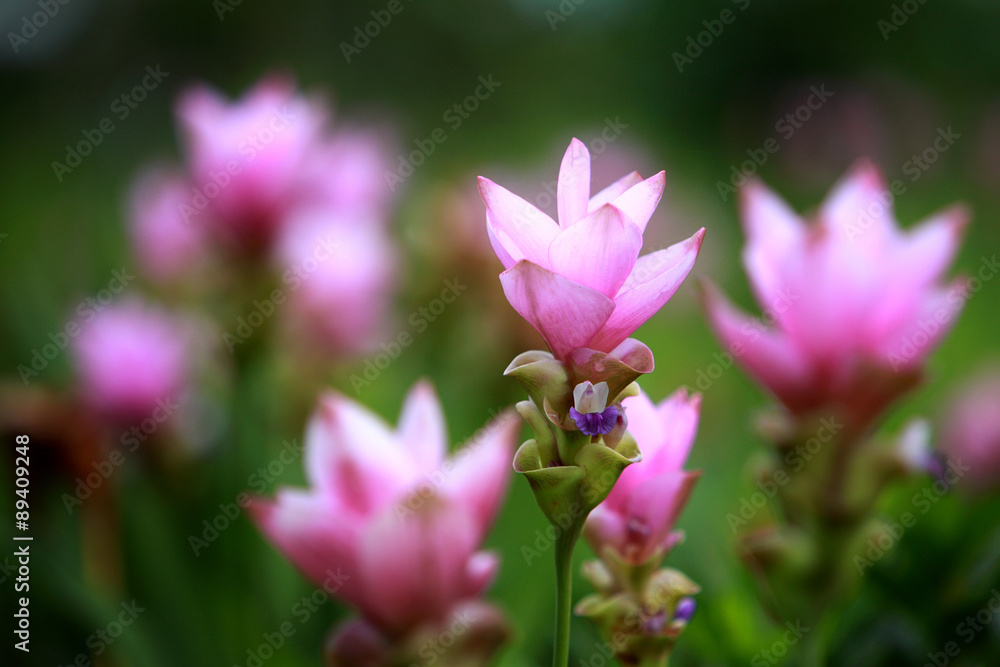 Siam Tulip - Thai flower. It's maybe called Curcuma alismatifoli Siam Tulip - Thai flower. It's maybe called Curcuma alismatifoli