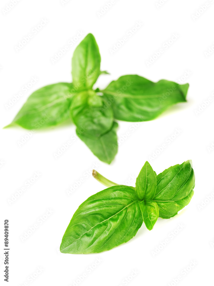 Fresh mint Fresh mint