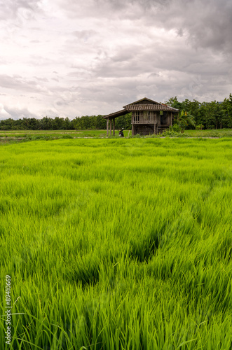 The rice fields