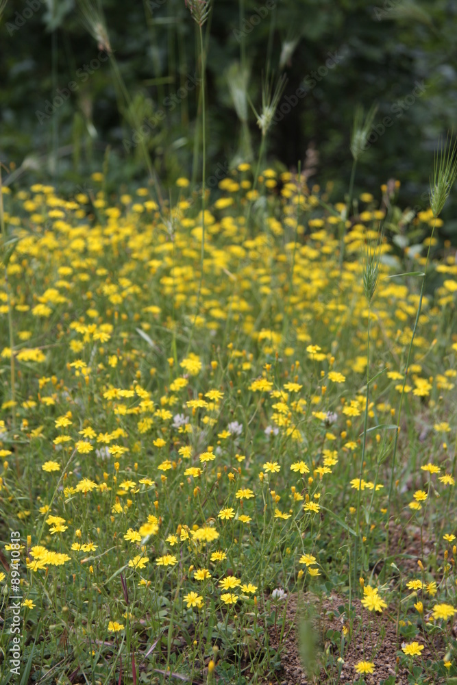 gelbe wildblumen im epirus gelbe wildblumen im epirus