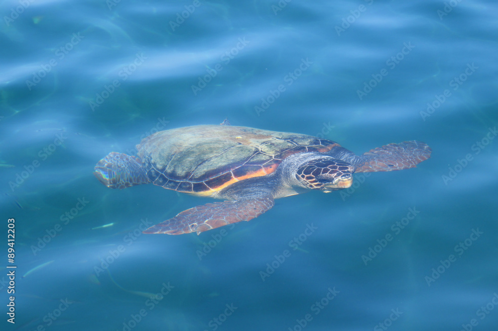 Fototapeta premium caretta loggerhead sea turtle