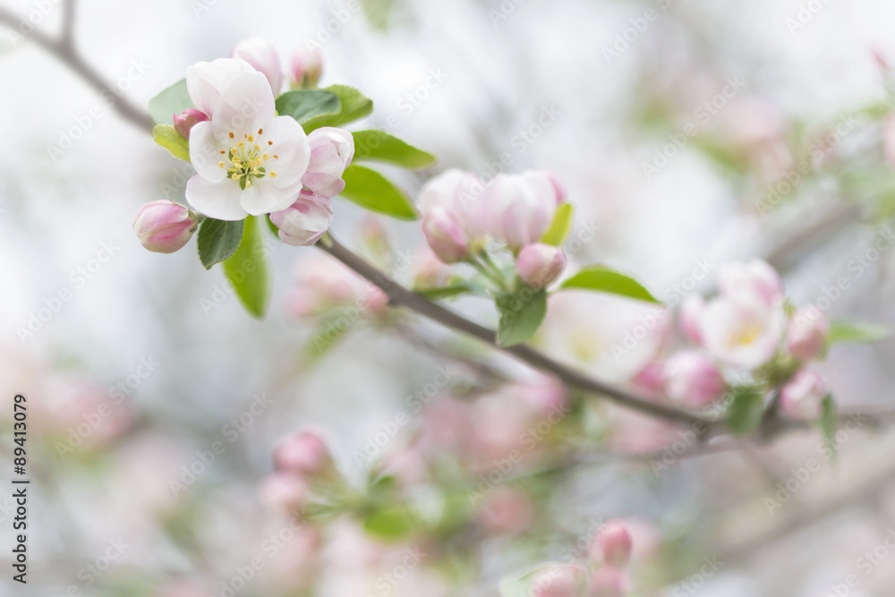 Fototapeta premium branch of apple blossoms colorful spring soft background