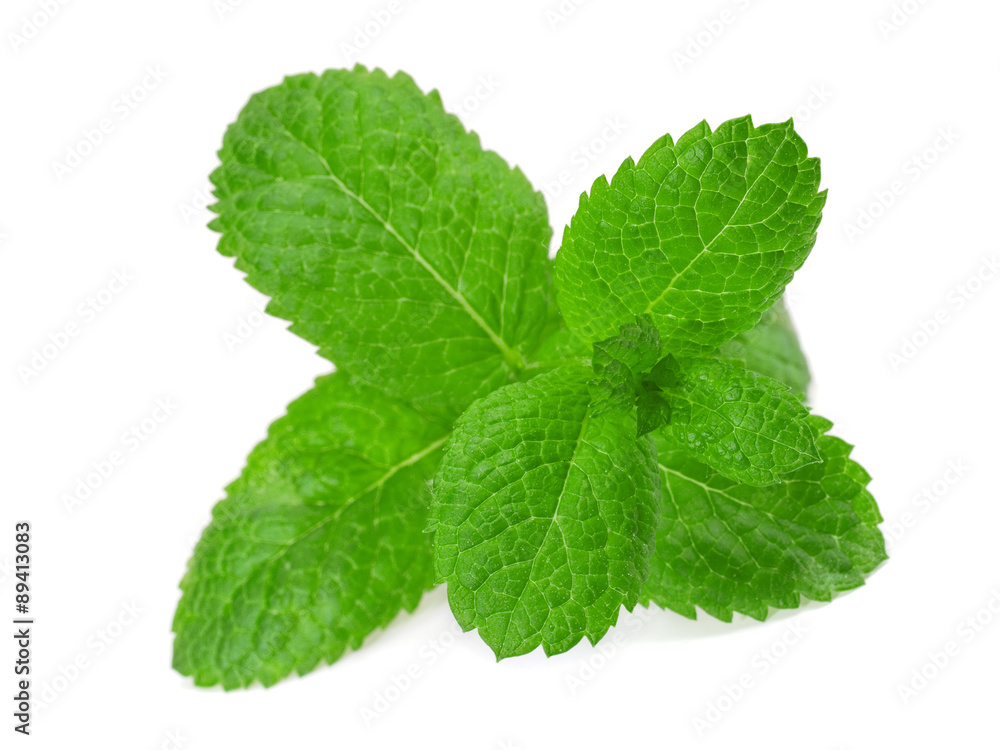 Green Mint isolated on white background Green Mint isolated on white background