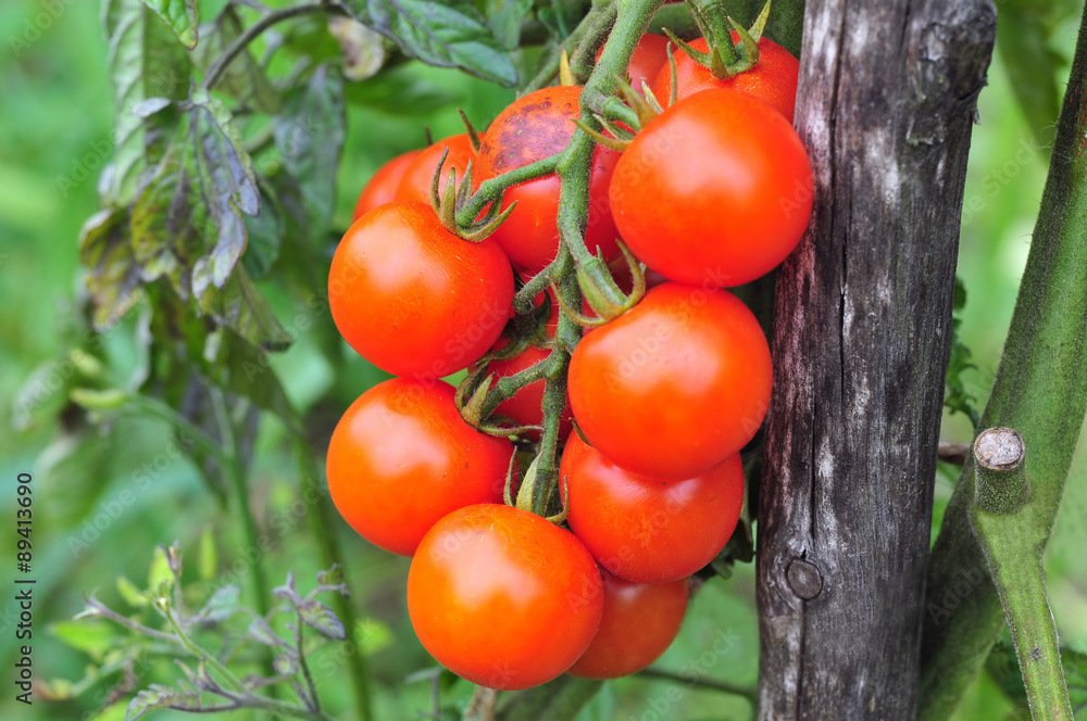 Fresh tomatoes growing in garden