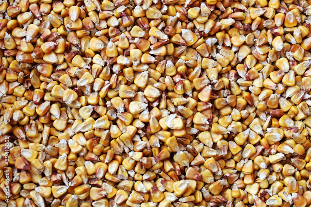 Dish full of dried yellow corn seeds Dish full of dried yellow corn seeds