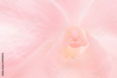 Fototapeta Naklejka Na Ścianę i Meble -  light pink roses in soft color and blur style for background